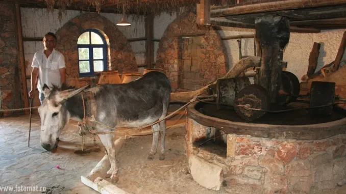 presa de ulei de măsline din Creta