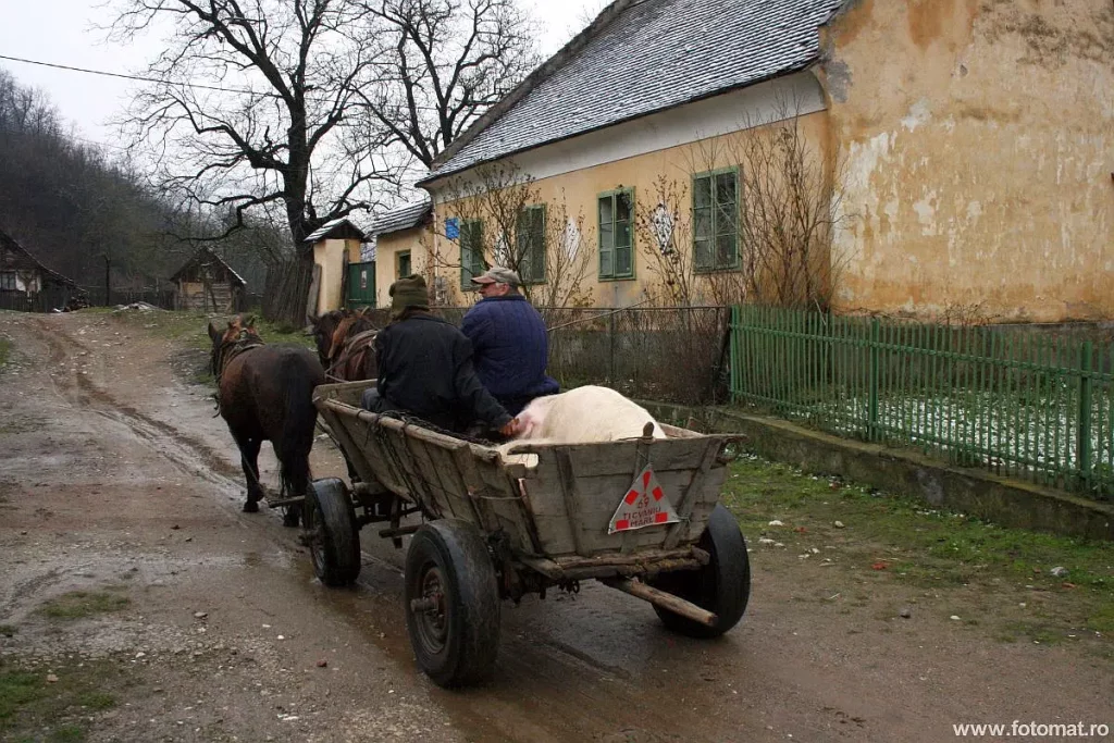 Calina; instantaneu din sat: un porc dus cu căruța Calina; porcul dus cu căruța