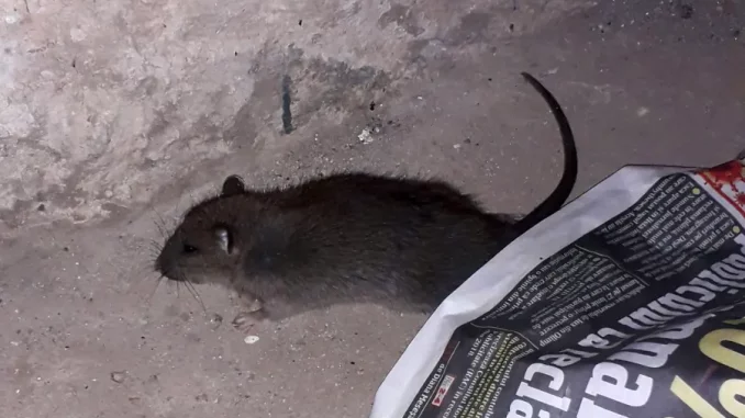 Șoarecii cititori din subsol